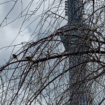 2020年3月12日の隅田川の桜