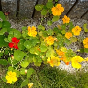 挿し芽・葉挿しで繋ごう