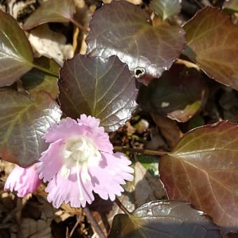 暗いニュースの中、優しい野の花のアレンジで心を癒してます。