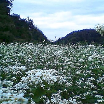 ソバの花