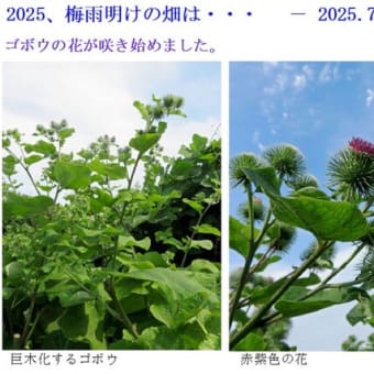梅雨明けの畑は・・　　－ 2025.7上 －