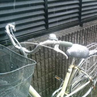 雪降った～♪