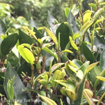 ランタオ島の茶樹