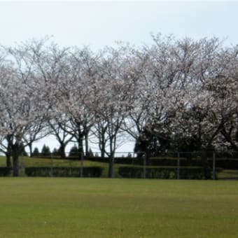 3月末ごろ満開でした。