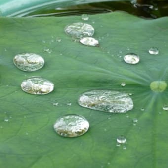 2011年6月19日(日)　法金剛院