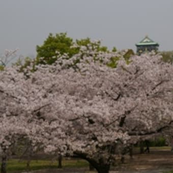 大阪城　桜　