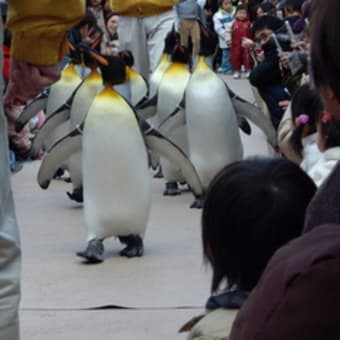 小ネタで恐縮です。“ペンギンパレード”続報