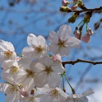 (大和また新たなる国～大和郡山城の櫓には満開の枝垂れ桜～[第63回大和郡山.お城まつり]