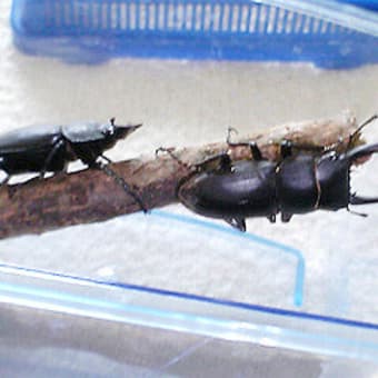 コクワガタのペアをゲット！