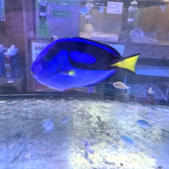 ナンヨウハギ約13cm