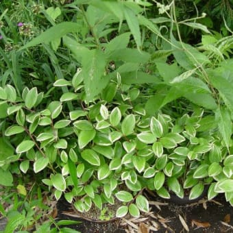 中野山草園の花達