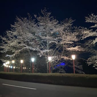 江刺桜まつり2025夜桜