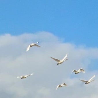 小さい春みっけ！も寒波到来か？