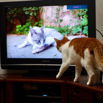 テレビを見るみかん