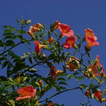 ノウゼンカズラ　凌霄花　ノウゼンカズラ科　房が下がりたくさんの花が咲き続きます。今日の野鳥：アオサギ