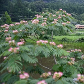 合歓の花と381系「こうのとり」