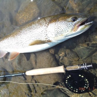 北海道のトラウトを求めて