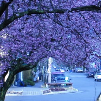 桜が咲いてます。