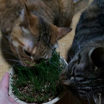 ねこ草