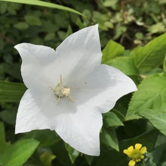 紛れの無い梅雨明けの実感