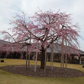 水墨美術館の枝垂れ桜