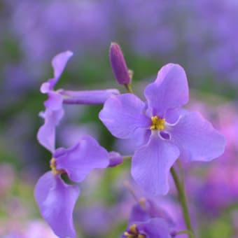 花だいこん