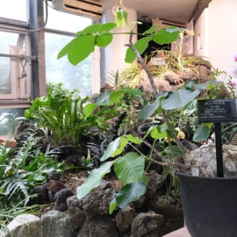 オキテ破りの植物園【渋谷区ふれあい植物センター】に行ってみた