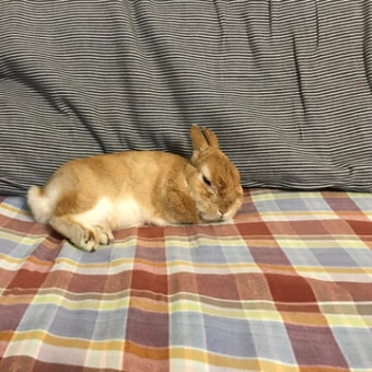 画像一覧 うさぎはかわいい