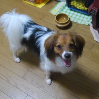 チャカチャカ