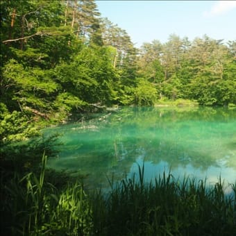 美しい青沼、足元にタニギギョウが咲く。