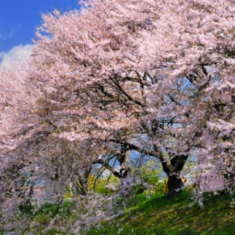 画像一覧 理想国家日本の条件 自立国家日本 日本の誇りを取り戻そう 桜 咲久也 画像一覧 理想国家日本の条件 自立国家日本 日本の誇りを取り戻そう 桜 咲久也