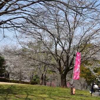 猿橋公園の桜の様子～大月市