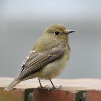 近所の池・・・キビタキ雌もよく見りゃカワイイじゃん！！！