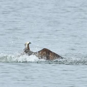 ミサゴ　飛び込み寸前あります。