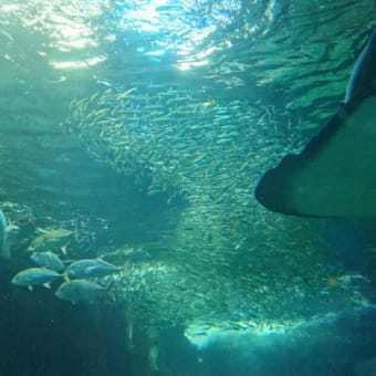 家族で水族館に