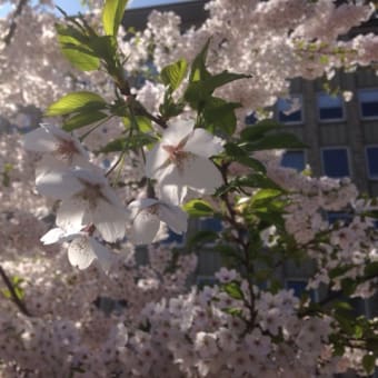 近所の桜