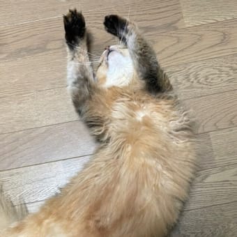 お手上げにゃあ～