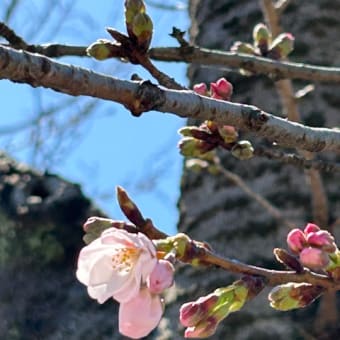 咲きはじめの桜を見てきました