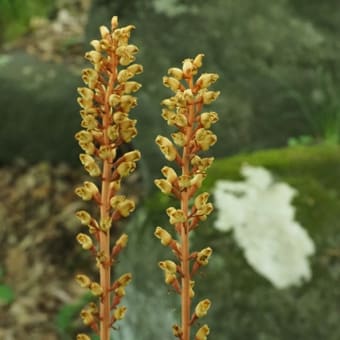 花の端境期の水林自然林には菌従属栄養植物などが（2025.6.8）#2 そして四季の里バラ園に