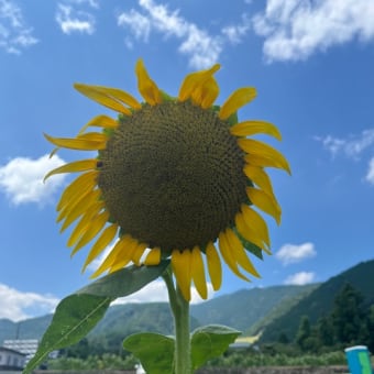 夢とひまわり🌻🌻🌻