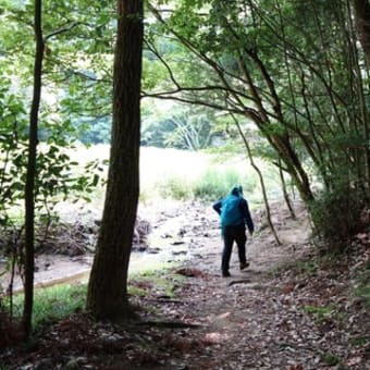 「山歩きは森林植物園の紫陽花を見に」