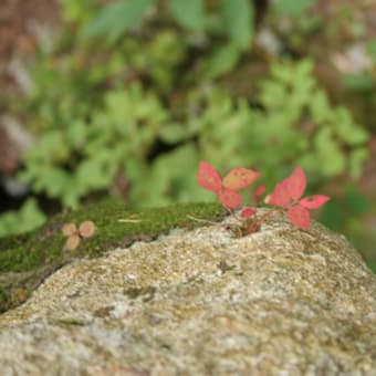 竜頭の滝の上流　日光