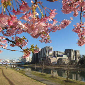 平井駅そばの旧中川河津桜並木（15日）♪。