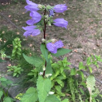 最近のご飯と豊平公園