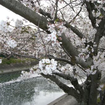 雨と桜と土タヌキ