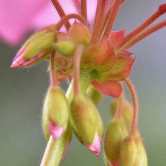 今、家に咲いている花です。