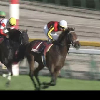 自分なりの分析　競馬G1　マイルチャンピオンシップ