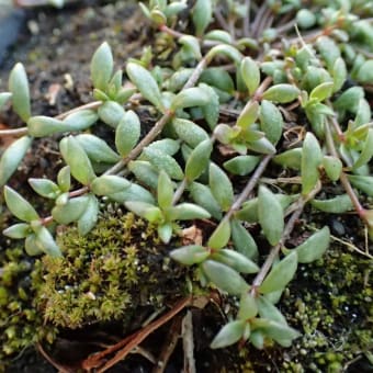 ゴミ当番観察会：マツバウンランの芽生え