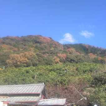 蜜柑山から見た風景