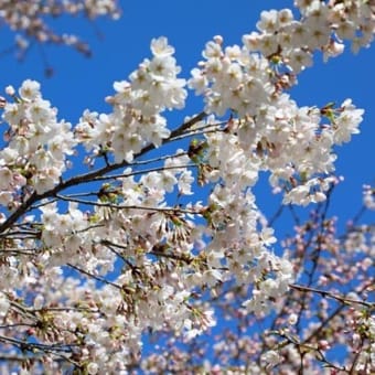 福泉寺の桜　2025　壱